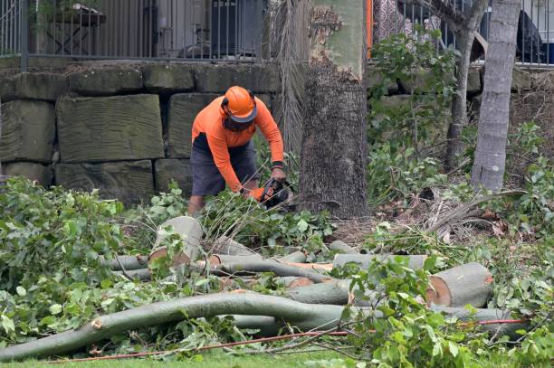 Best Affordable Tree Cutting  in White Castle, LA